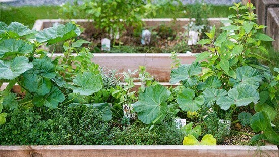 GARDENS GARDEN_3