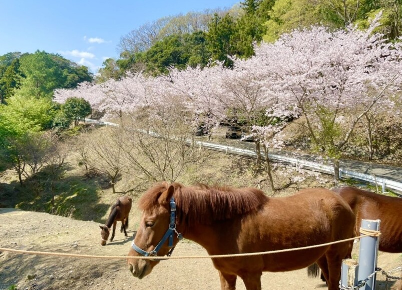 あそうベイパークのふれあい牧場