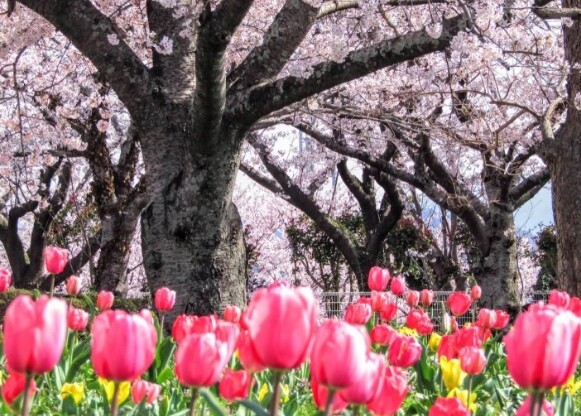 向山公園