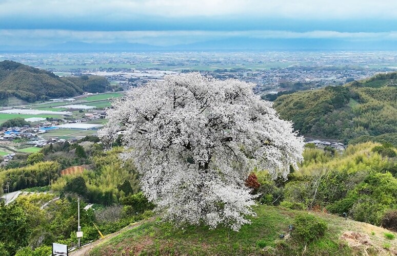 天保古山の平家一本桜