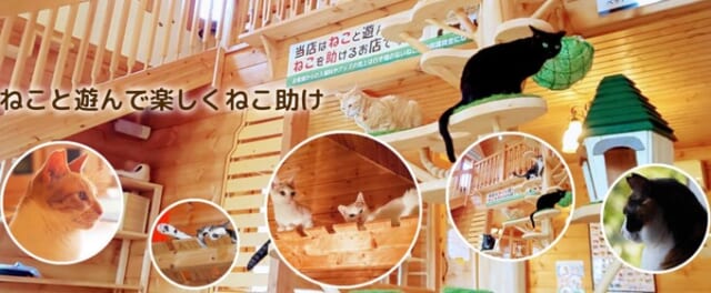 ねこ達のいえの写真