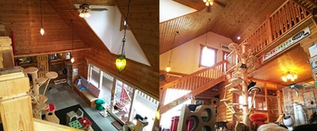 ねこ達のいえの写真