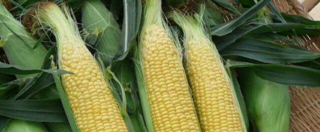ハナシマ農園はトウモロコシ農園