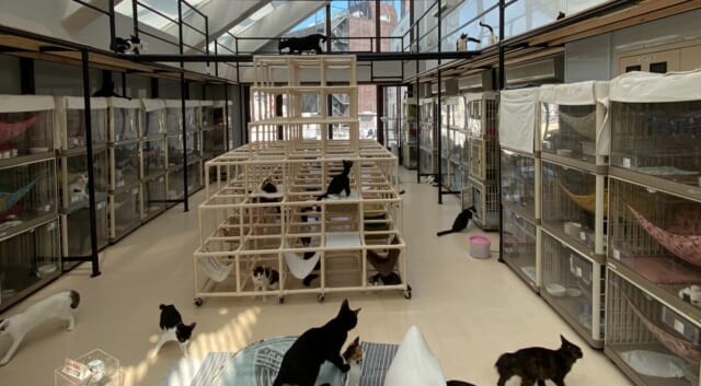 キャットガーディアン