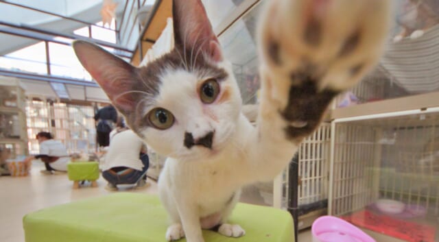 キャットガーディアン招き猫