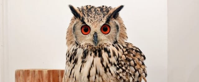 ふくろうの集うカフェQuill