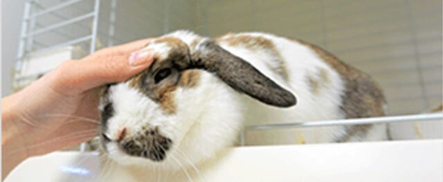 うさぎカフェうさびび写真