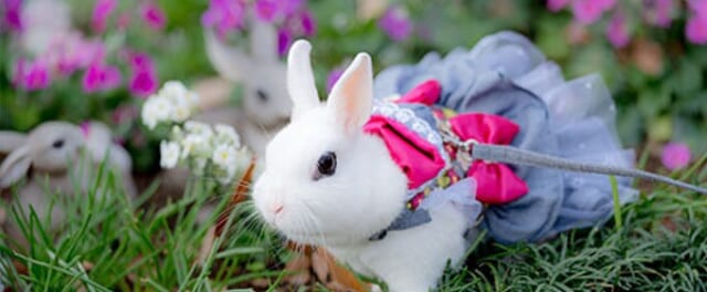 うさぎカフェうさびび写真