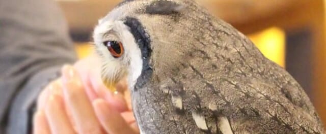 幸せのフクロウカフェchouette