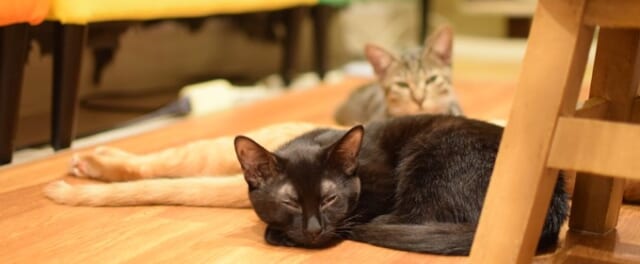 保護猫カフェ「ひだまり号」