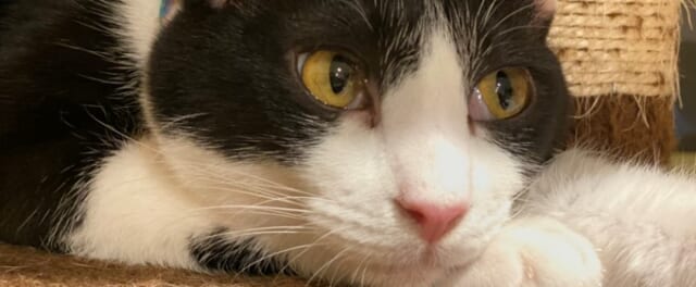 保護猫カフェ「ひだまり号」は猫好きにおすすめのデートスポット