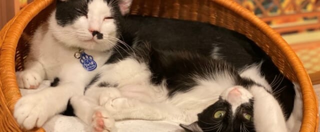 保護猫カフェ「ひだまり号」