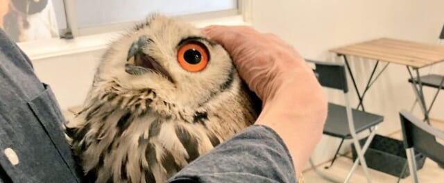 ふくろうの集うカフェQuill