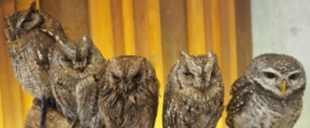 幸せのフクロウカフェchouette