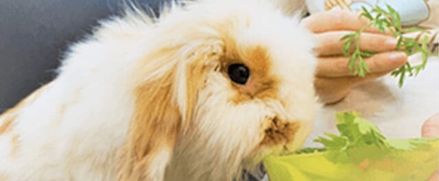 うさぎカフェうさびび写真