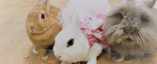 うさぎカフェうさびび写真