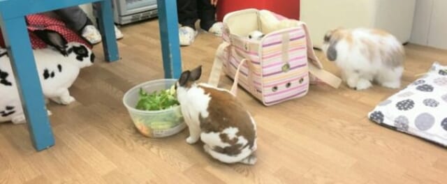 うさぎカフェうさびび写真