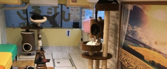 保護猫カフェ「ひだまり号」店内