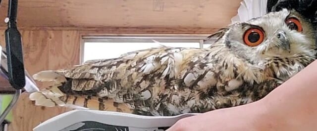 ふくろうの集うカフェQuill