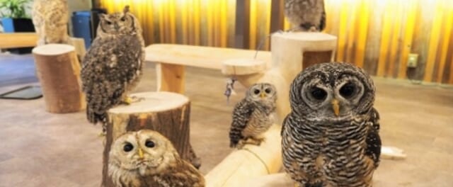 幸せのフクロウカフェchouette