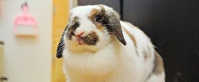 うさぎカフェうさびび写真