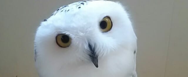 ふくろうの集うカフェQuill