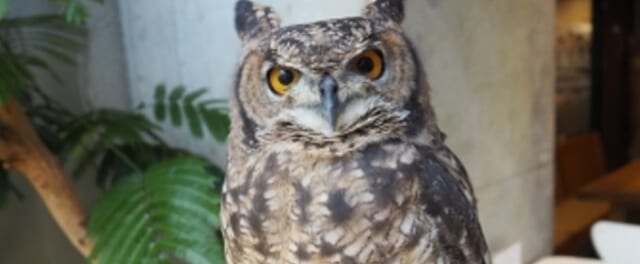 幸せのフクロウカフェchouette