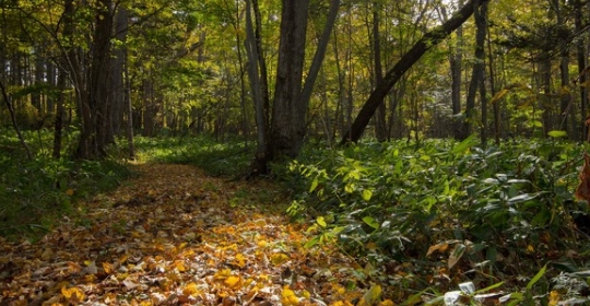 北海道オホーツク地域　おすすめスポット　サロマ湖畔遊歩道