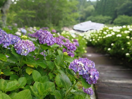 あじさい公園