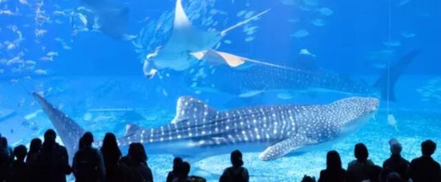 水族館デート イメージ画像