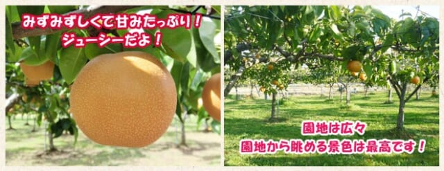 フルーツ北会津なし