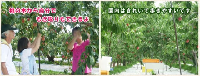 フルーツランド北会津もも