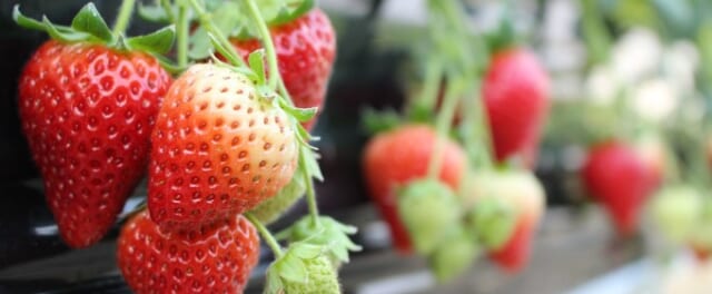 磯山観光いちご園のいちご写真