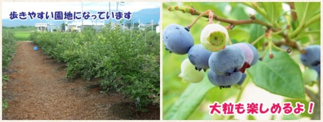 ブルーベリー