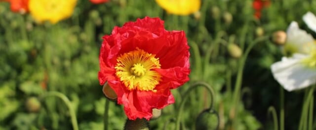 磯山観光いちご園のポピー
