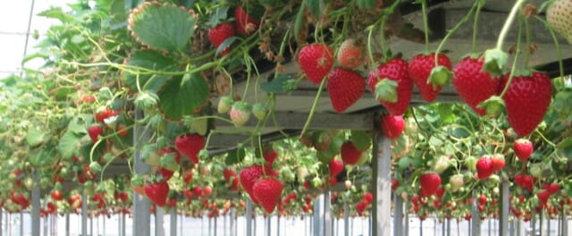 磯山観光いちご園のいちご写真