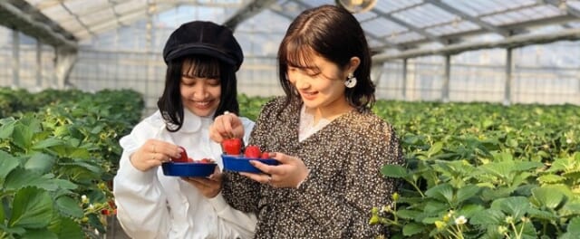 磯山観光いちご園は気軽にデートできる