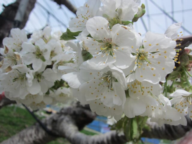 さくらんぼの花