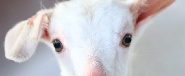 ハイジ牧場　イメージ画像