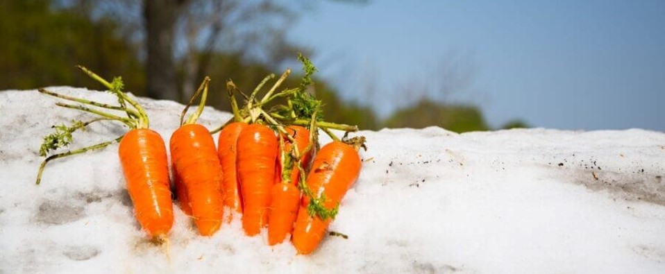 雪下にんじん